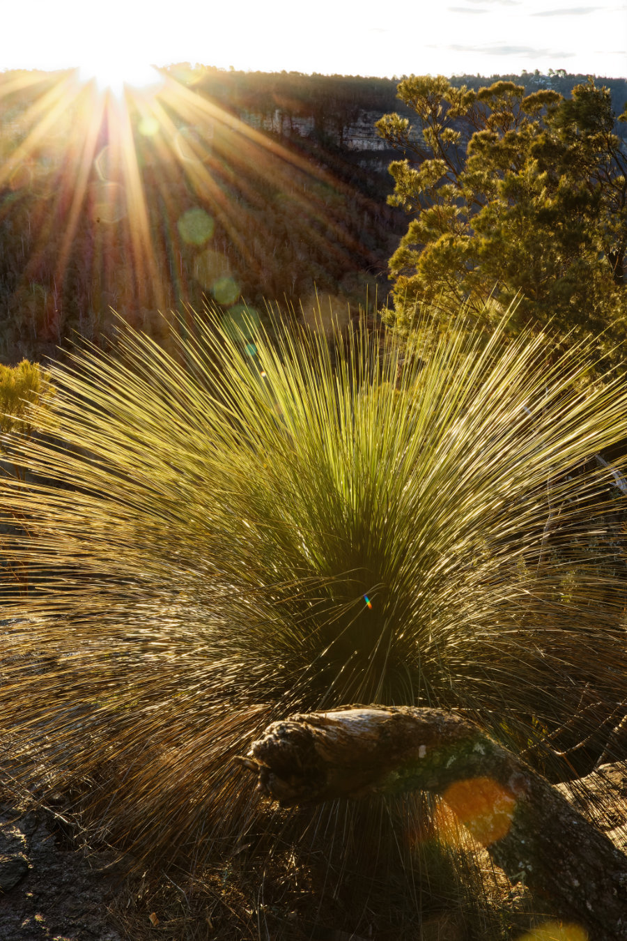 Grasstree, Leura